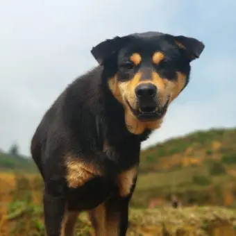 Vietnam Sa Pa Hund im Reisfeld