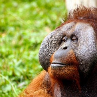 Orang Utan Kalimantan